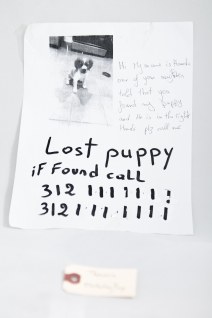 Lost puppy
